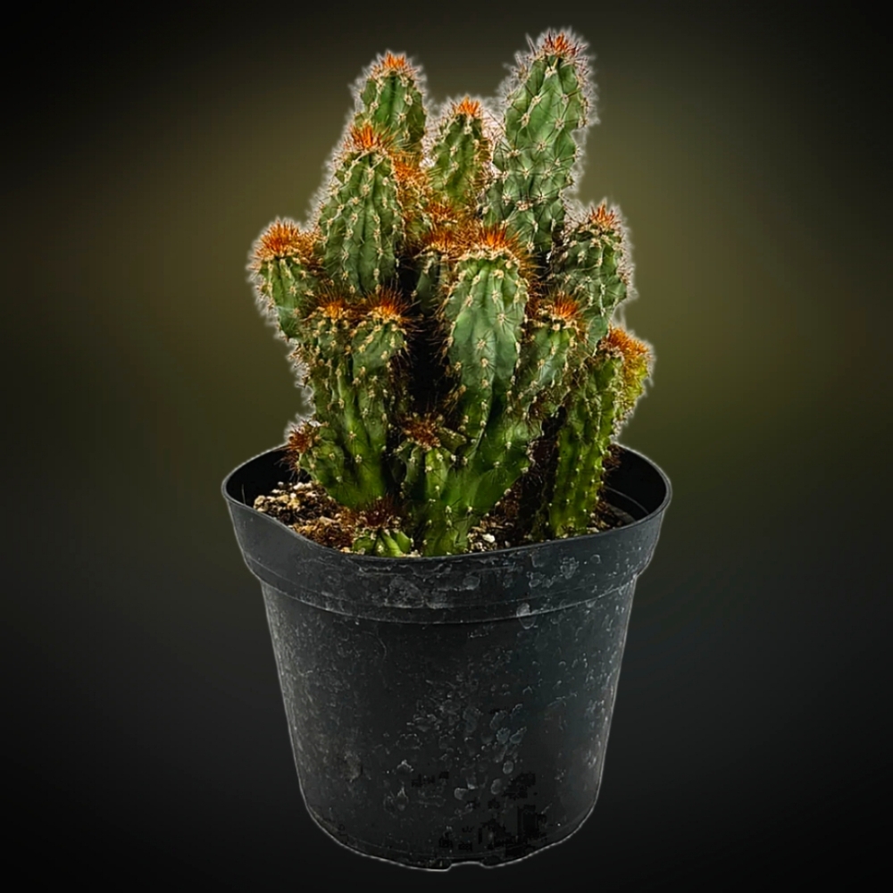 Cactus Cutting